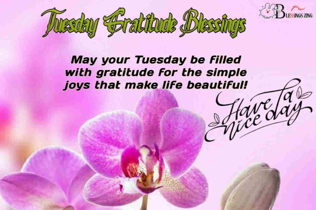 Tuesday Gratitude blessings