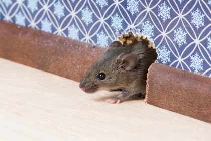 6 Common Signs of Rodent Infestation to Watch For