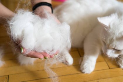 Effective Home Remedies for Controlling Cat Hair Fall