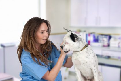Why Quality Veterinary Care is Essential for Your Pet's Health and Well-Being