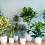 Indoor Plants Online: How to Choose the Right Plants for Your Space