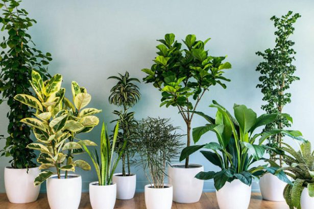 Indoor Plants Online: How to Choose the Right Plants for Your Space