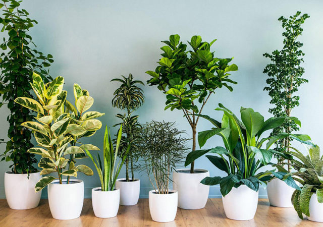 Indoor Plants Online: How to Choose the Right Plants for Your Space