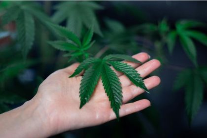 How Cannabis Gardening Encourages Mindful Living