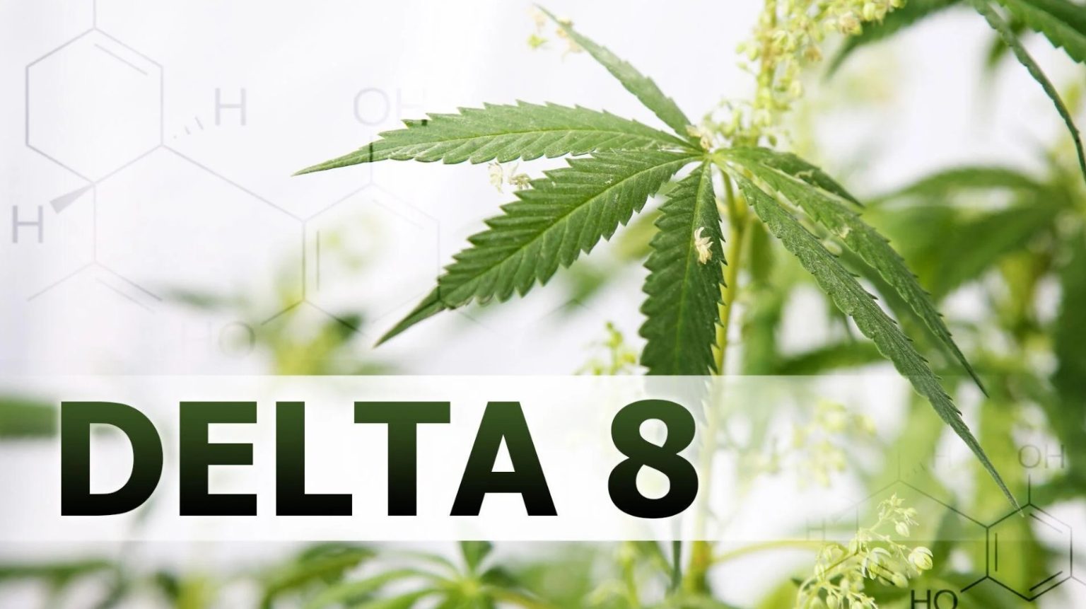 How Delta 10 Gummies Affect the Body Compared to Delta 8