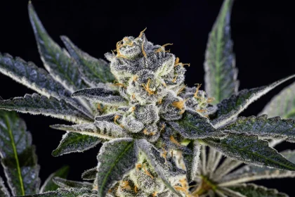 What to Know Before You Buy THCA Flower