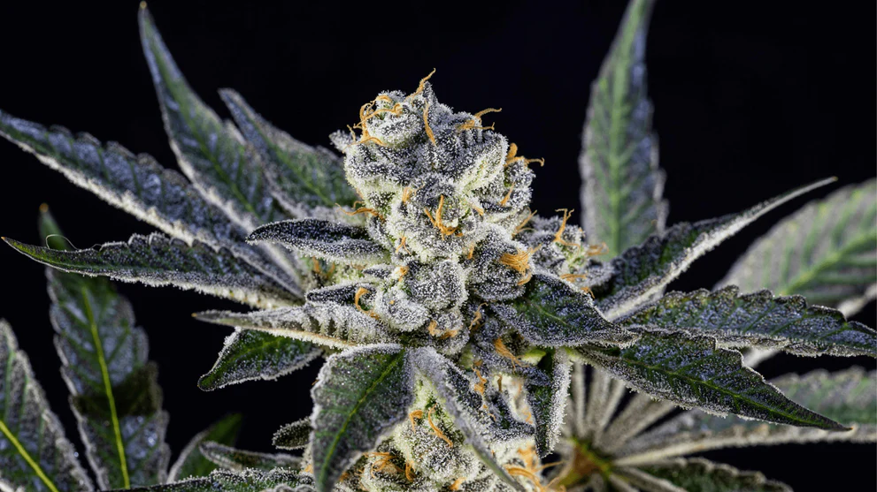 What to Know Before You Buy THCA Flower